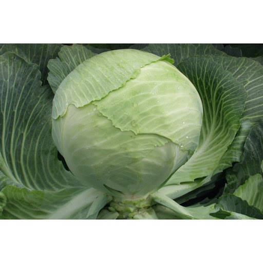 Семена Капуста белокочанная поздняя Марабу F1 поштучно 20 семян Clause 
Семена Капуста белокочанная поздняя Марабу F1 поштучно 20 семян Clause