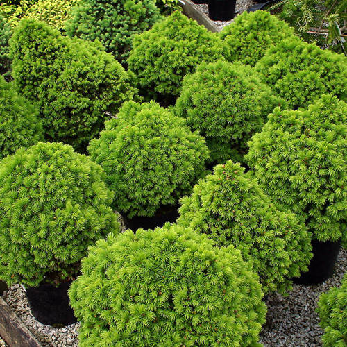 Ялина канадська Alberta Globe / Ель канадская Альберта Глобе, Picea glauca Alberta Globe
Ялина канадська Alberta Globe / Ель канадская Альберта Глобе, Picea glauca Alberta Globe