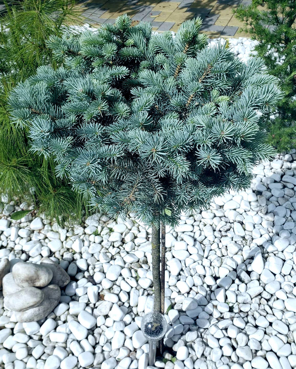 Ель колючая Глаука Глобоза \Picea pungens `Glauca Globosa` ( саженцы 1.5л 2 года ) ШТАМБ 50-60см
Ель колючая Глаука Глобоза \Picea pungens `Glauca Globosa` ( саженцы 1.5л 2 года ) ШТАМБ 50-60см
