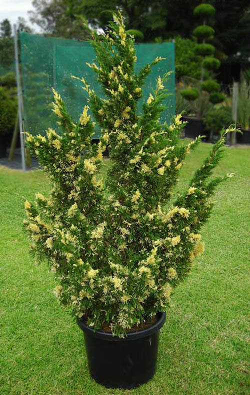 Ялівець китайський Stricta Variegata 3 річний, Можжевельник китайский Стрикта Вариегата, Juniperus chinensis
Ялівець китайський Stricta Variegata 3 річний, Можжевельник китайский Стрикта Вариегата, Juniperus chinensis
