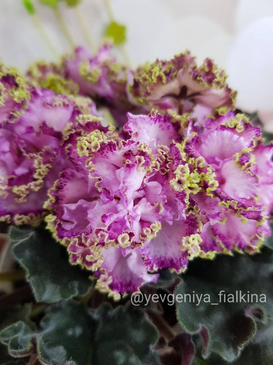 Фиалка KZ-Драгоценность Люкс стартер
Фиалка KZ-Драгоценность Люкс стартер