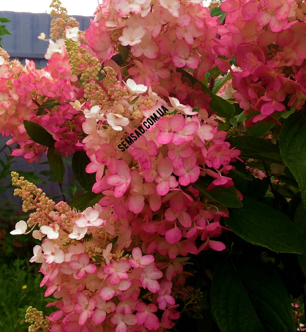 Гортензия метельчатая Мэджикал Везувий \ Hydrangea paniculata Magical Vesuvi( саженцы 2 года) Новинка
Гортензия метельчатая Мэджикал Везувий \ Hydrangea paniculata Magical Vesuvi( саженцы 2 года) Новинка