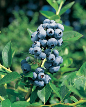 Лохина високоросла (ПІЗНІЙ СОРТ) Elliott 2 річна / Голубика Эллиот / Vaccinium corymbosum Elliott
Лохина високоросла (ПІЗНІЙ СОРТ) Elliott 2 річна / Голубика Эллиот / Vaccinium corymbosum Elliott