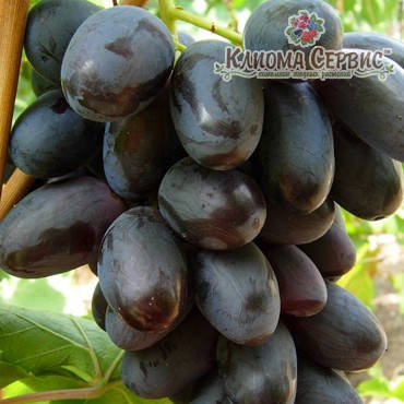 Саженцы винограда сорт Велика,полуупакованный
Саженцы винограда сорт Велика,полуупакованный