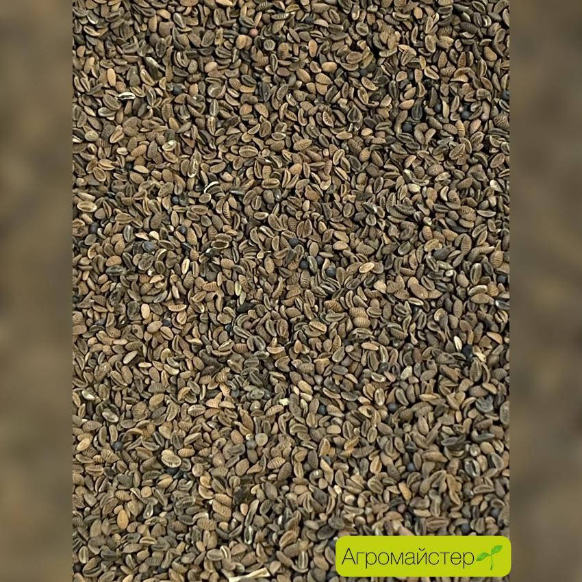 Насіння Фацелії (медонос) 1 кг (011720)
Насіння Фацелії (медонос) 1 кг (011720)