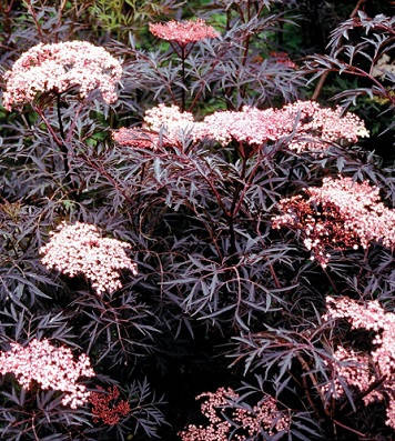 Бузина черная Black Lace
Бузина черная Black Lace