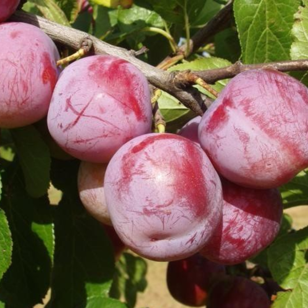 Саженцы сливы «Ренклод Альтана» - 1-летний 
Саженцы сливы «Ренклод Альтана» - 1-летний