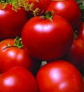 Семена томата "Супергонец"
Семена томата "Супергонец"