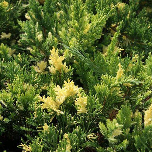 Ялівець козацький Variegata 3 річний, Можжевельник казацкий Вариегата, Juniperus sabina Variegata
Ялівець козацький Variegata 3 річний, Можжевельник казацкий Вариегата, Juniperus sabina Variegata