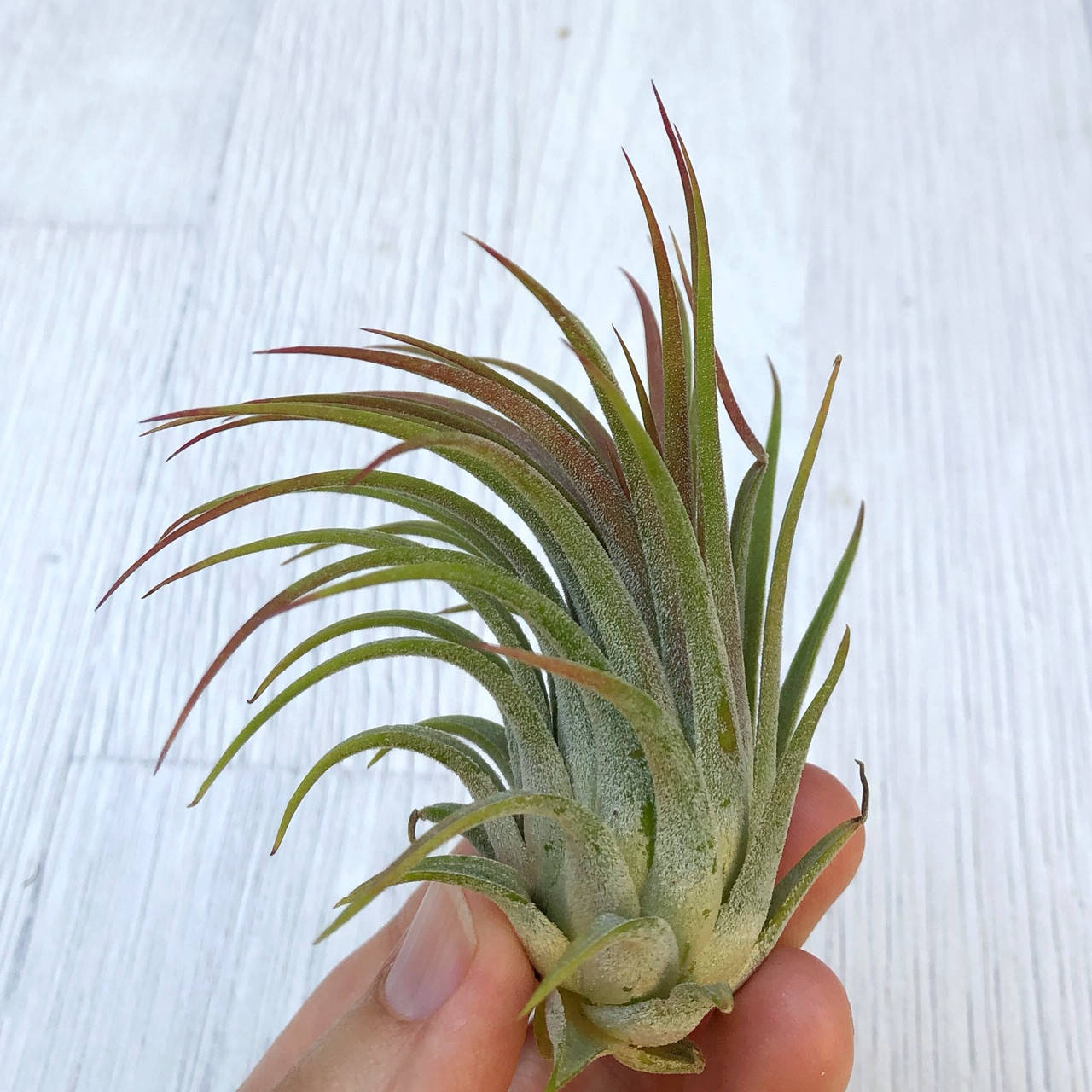 Тилландсия Ионанта Мексико (Tillandsia Ionantha Mexico) 
Тилландсия Ионанта Мексико (Tillandsia Ionantha Mexico)