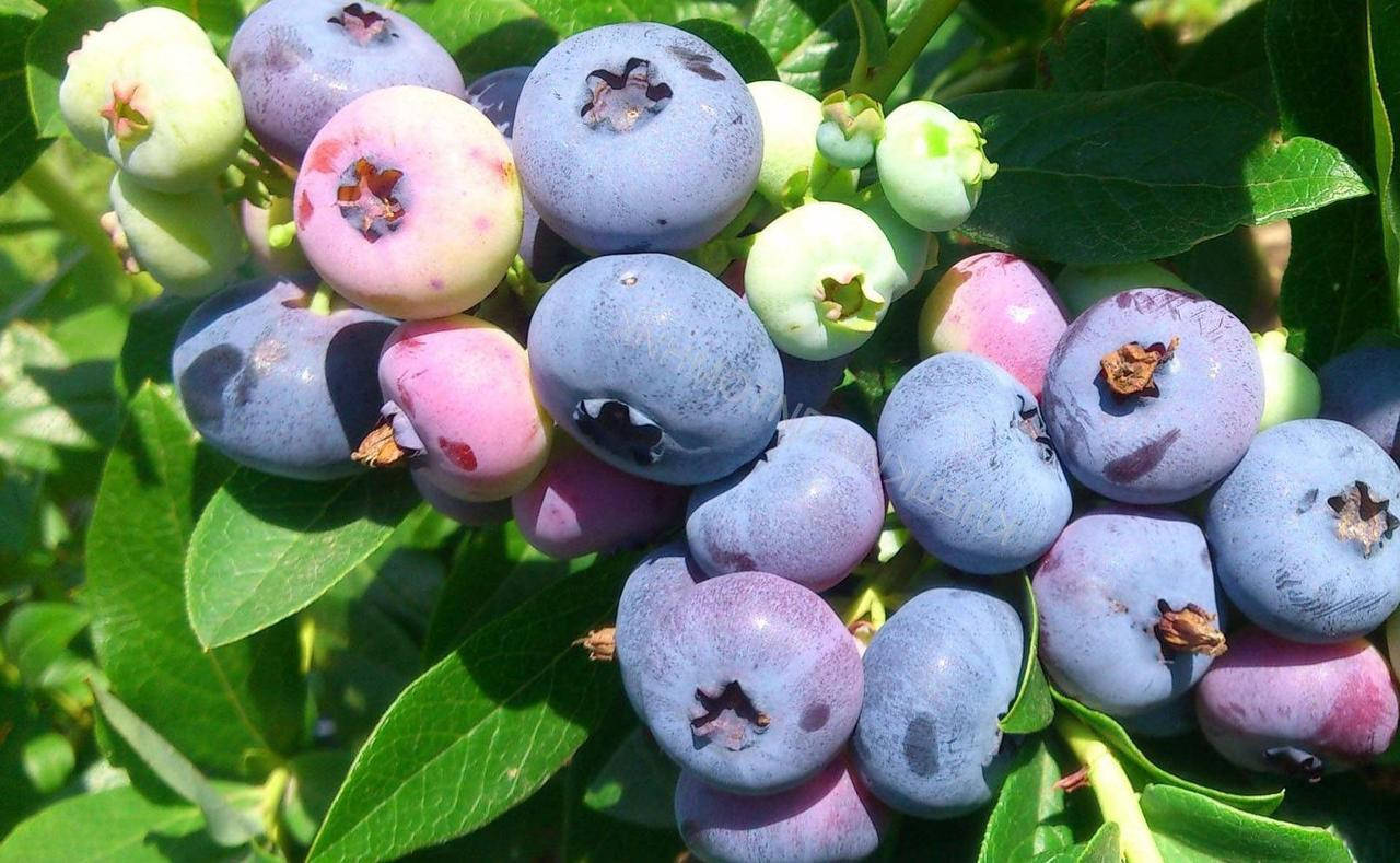 Купить саженцы голубики сорт "Элизабет" 3 летняя
Купить саженцы голубики сорт "Элизабет" 3 летняя