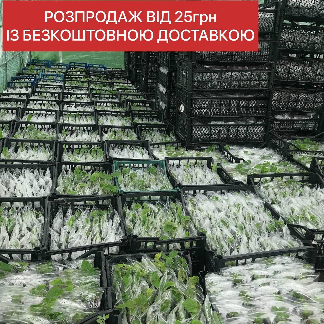 Саженцы Павловнии сорта Pao Tong-07, размер от 5см до 10см. У нас бесплатная доставка и лучшие цены
Саженцы Павловнии сорта Pao Tong-07, размер от 5см до 10см. У нас бесплатная доставка и лучшие цены