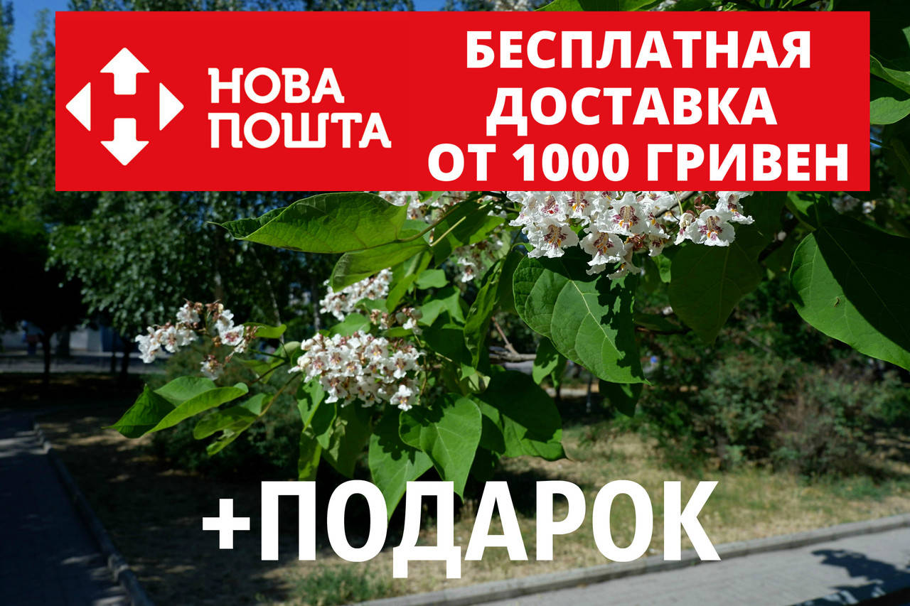 Катальпа бигнониевидная семена (50 штук) Catalpa bignonioides для саженцев, насіння катальпи для саджанців
Катальпа бигнониевидная семена (50 штук) Catalpa bignonioides для саженцев, насіння катальпи для саджанців