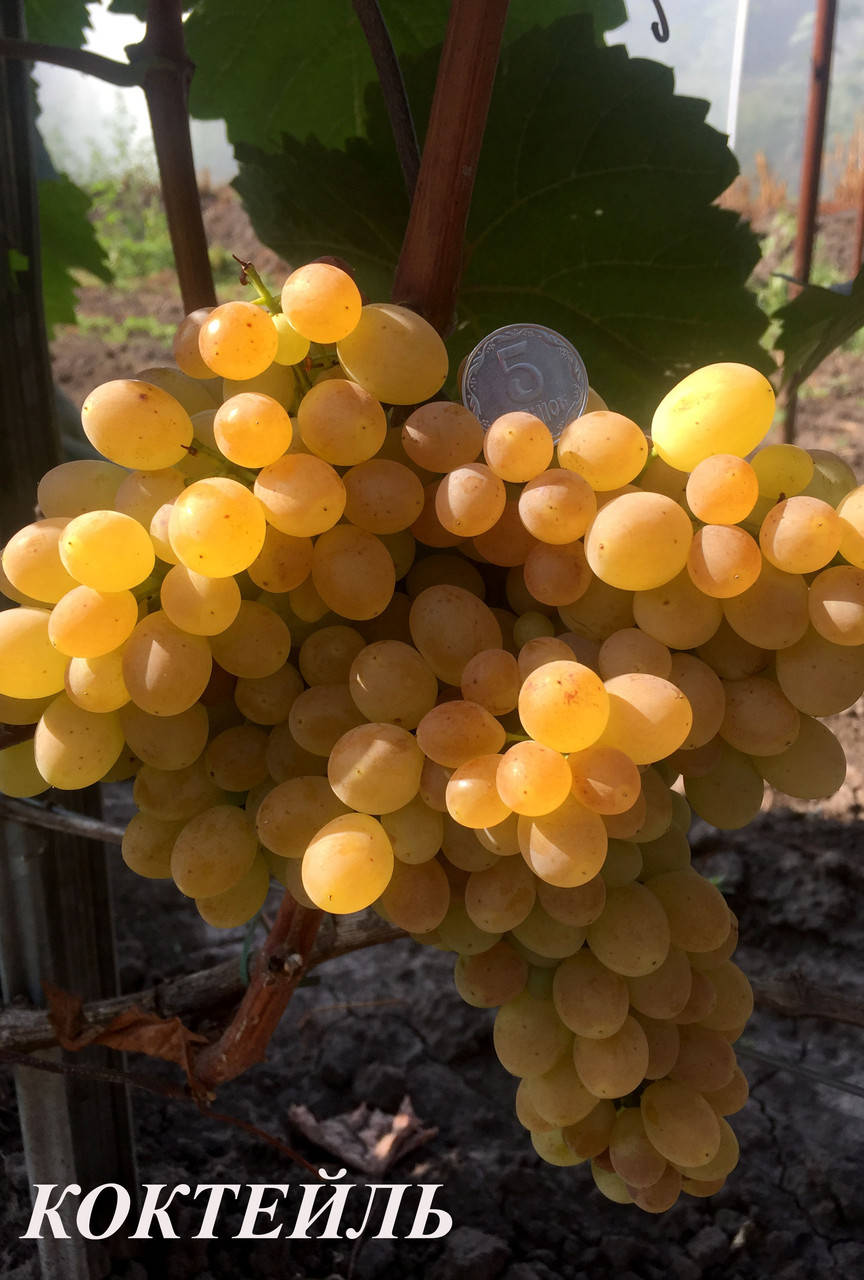 Саженцы винограда Коктейль
Саженцы винограда Коктейль