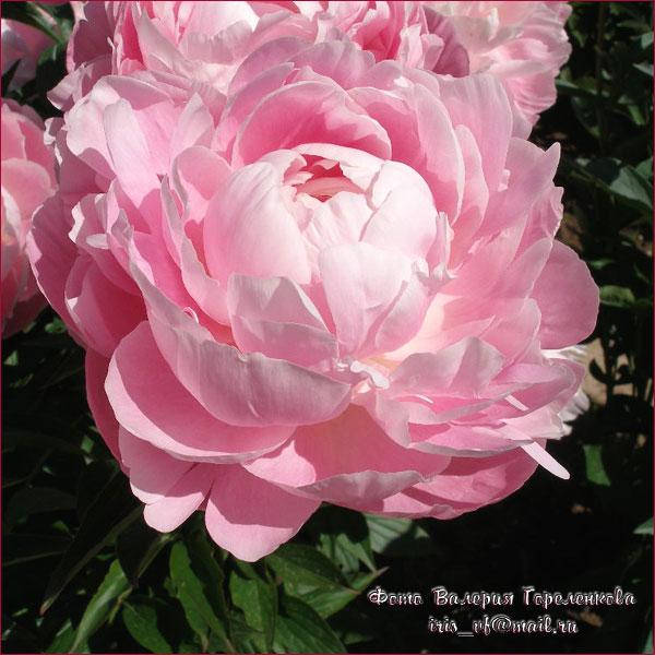 Пион Миссис Рузвельт (Mrs. Franklin D. Roosevelt)
Пион Миссис Рузвельт (Mrs. Franklin D. Roosevelt)