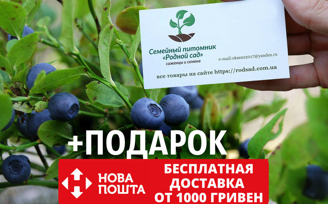 Черника обыкновенная семена (20 штук) для саженцев Vaccínium myrtíllus + инструкции + подарок
Черника обыкновенная семена (20 штук) для саженцев Vaccínium myrtíllus + инструкции + подарок