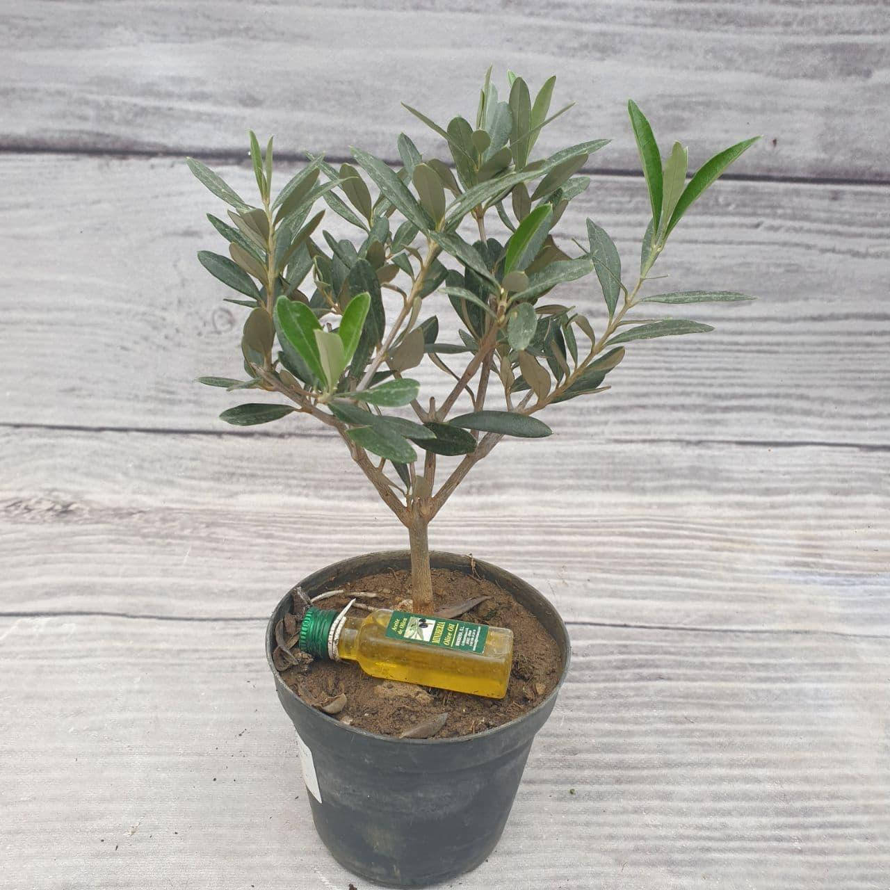 Оливковое дерево, Оливковый
Оливковое дерево, Оливковый