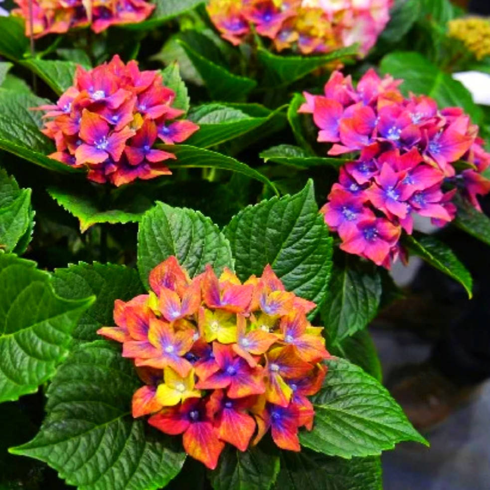 Гортензия Schloss Wackerbarth (Замок Вакербарт) в конт. 1л