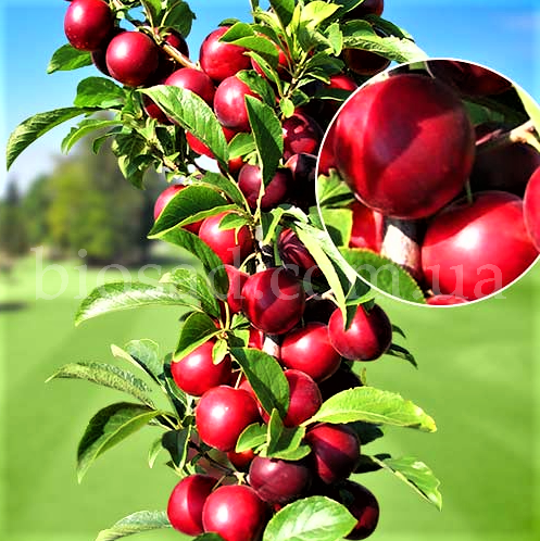 Слива колонновидная Рубин (крупноплодная) 
Слива колонновидная Рубин (крупноплодная)