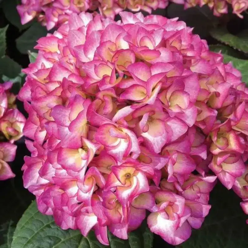 Гортензия "ГРАФИНЯ КОССЕЛЬ" крупнолистная / (Hydrangea macrophylla `Grafin Cosel`) / Саженцы
Гортензия "ГРАФИНЯ КОССЕЛЬ" крупнолистная / (Hydrangea macrophylla `Grafin Cosel`) / Саженцы