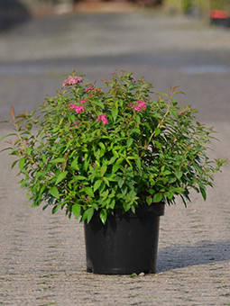 Спирея японская "Литтл Принцесс"\ Spiraea japonica 'Little Princess' ( саженцы 3 года ЗКС)
Спирея японская "Литтл Принцесс"\ Spiraea japonica 'Little Princess' ( саженцы 3 года ЗКС)