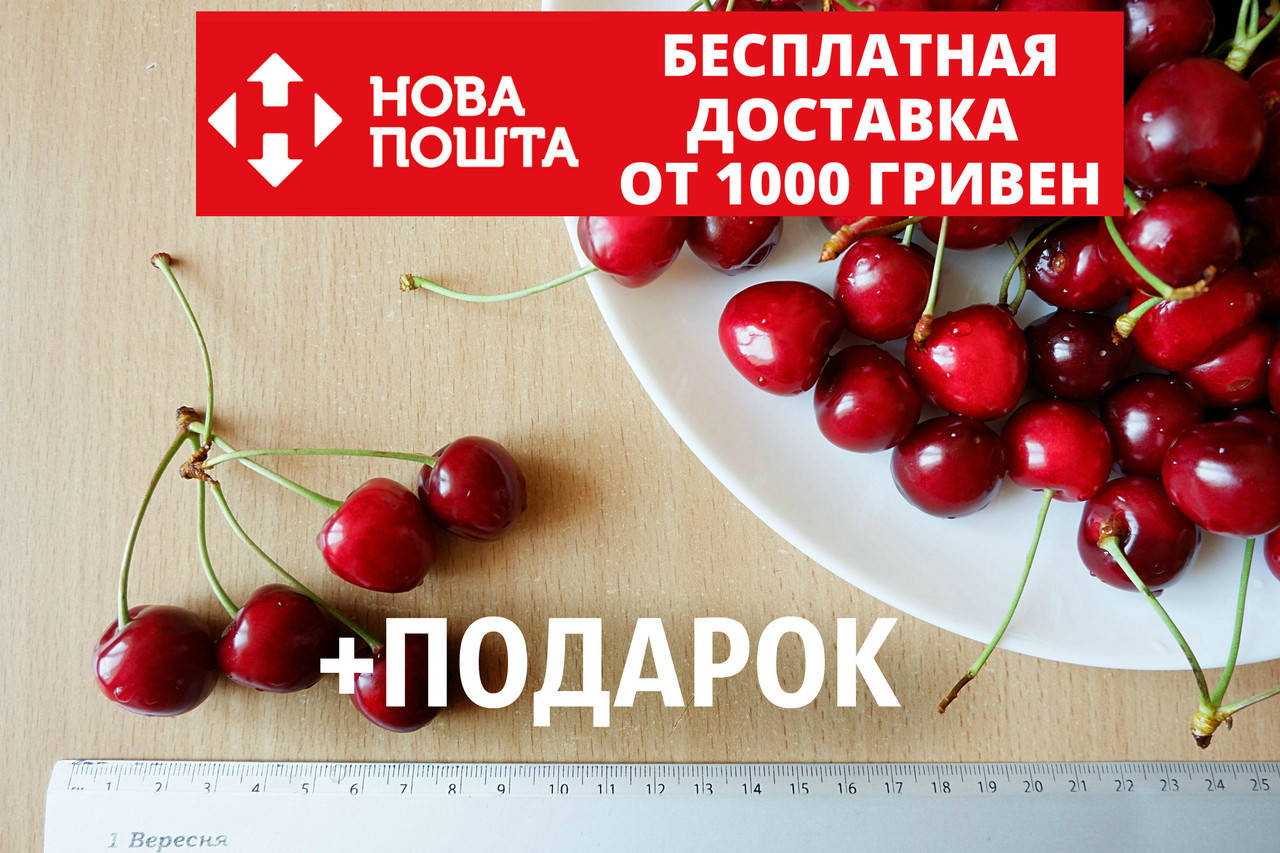 Черешня красная "Валерий Чкалов" семена (20 штук) насіння, косточка, семечка для саженцев + инструкция
Черешня красная "Валерий Чкалов" семена (20 штук) насіння, косточка, семечка для саженцев + инструкция