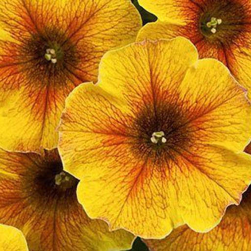 Петхоа Beautical Caramel Yellow рассада горшоке 0,3л 
Петхоа Beautical Caramel Yellow рассада горшоке 0,3л