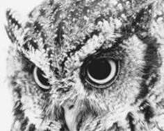 Алмазная мозаика Диамантовые ручки Повелительница ночи (GL76912) (GU_178022) 40 х 50 см (На подрамнике)
Алмазная мозаика Диамантовые ручки Повелительница ночи (GL76912) (GU_178022) 40 х 50 см (На подрамнике)