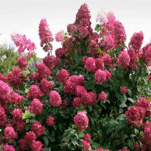 Гортензия волотиста меджикал файер 3 річна / Гортензия метельчатая Мэджикал Файер / paniculata Magical Fire
Гортензия волотиста меджикал файер 3 річна / Гортензия метельчатая Мэджикал Файер / paniculata Magical Fire