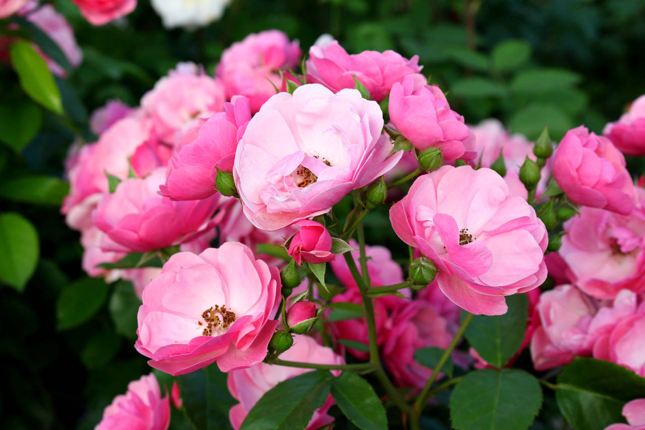 Саженцы роз Анжела (Angela)
Саженцы роз Анжела (Angela)