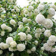 Калина Бульденеж / Boule de neige (Контейнер: 3 л; Саженец: 15-20 см)
Калина Бульденеж / Boule de neige (Контейнер: 3 л; Саженец: 15-20 см)