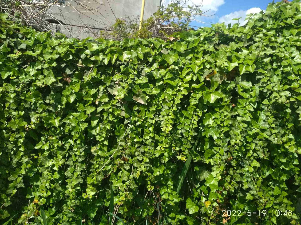 Плющ звичайний 
Плющ звичайний