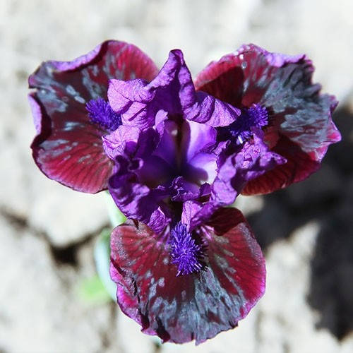 Ірис Pumila Нічний Клаб Денс (кореневища)
Ірис Pumila Нічний Клаб Денс (кореневища)