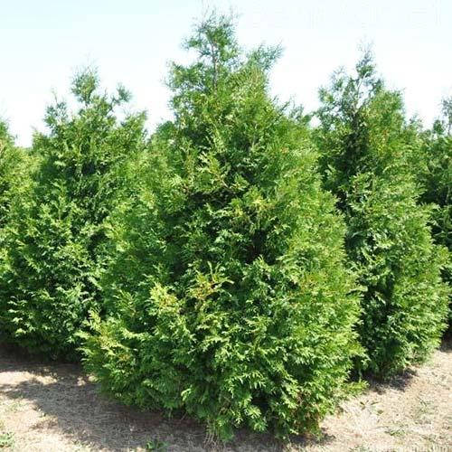 Туя западная Брабант, Thuja occidentalis Brabant
Туя западная Брабант, Thuja occidentalis Brabant