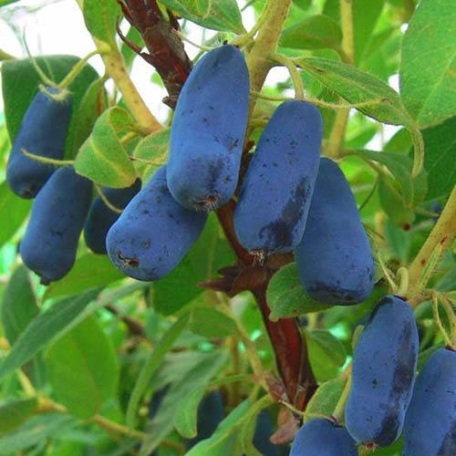 Жимолость Индиго Джем (саженцы)
Жимолость Индиго Джем (саженцы)