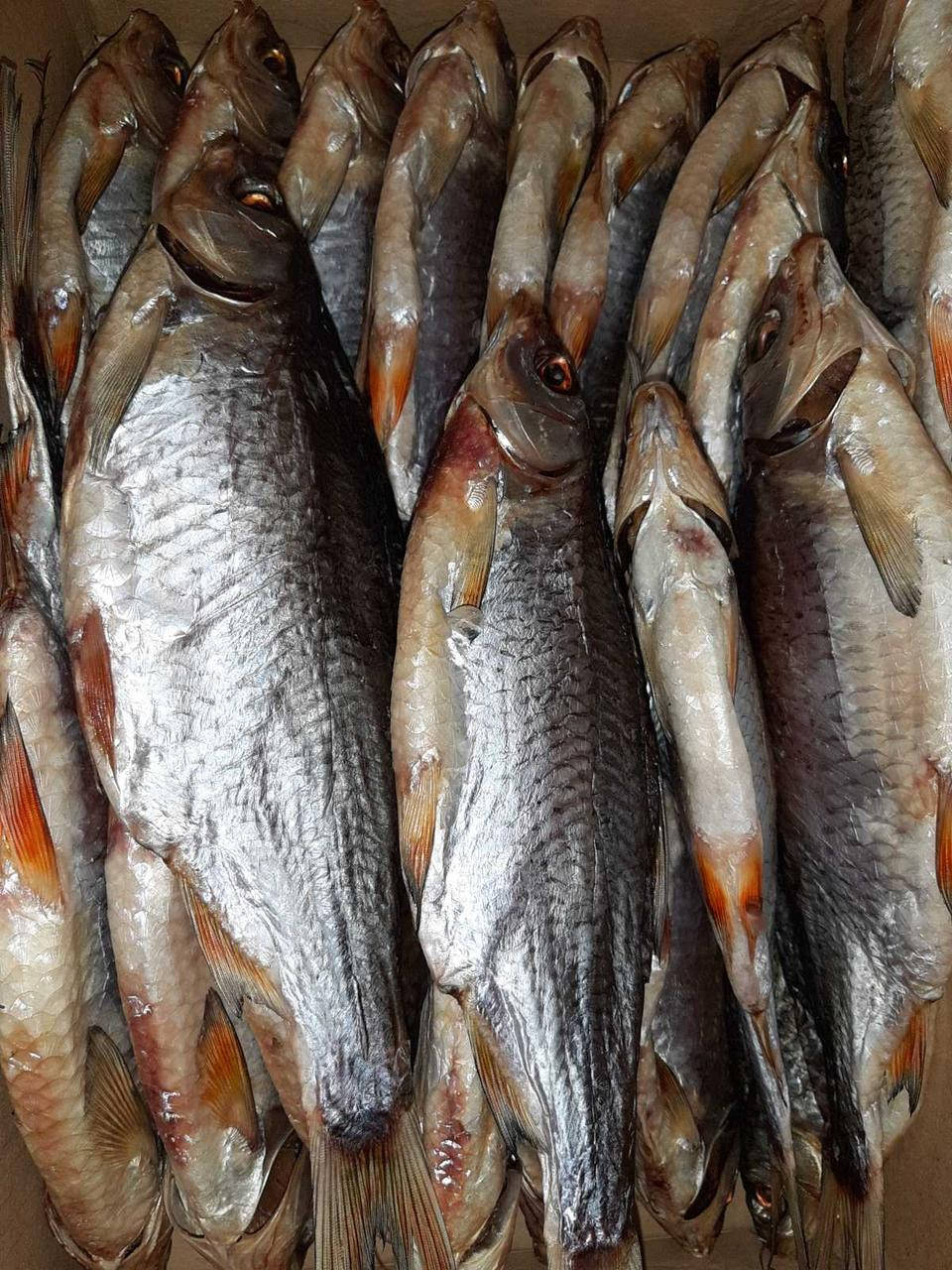 Крупая плотва с икрой
Крупая плотва с икрой