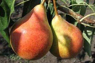 Саженцы груши ОСЕНЬ БУКОВИНЫ
Саженцы груши ОСЕНЬ БУКОВИНЫ