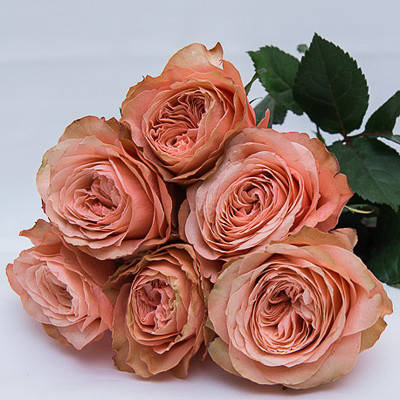 Роза Кахала(Роза Kahala )
Роза Кахала(Роза Kahala )