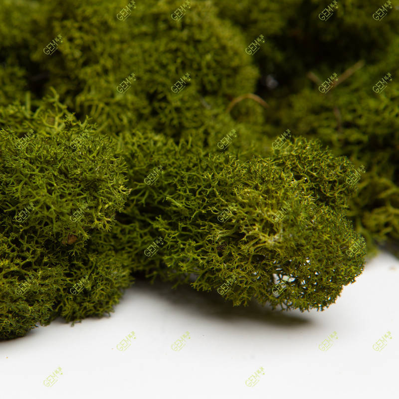 Очищений стабилизированный мох Green Ecco Moss скандинавский мох ягель Medium 1 кг
Очищений стабилизированный мох Green Ecco Moss скандинавский мох ягель Medium 1 кг