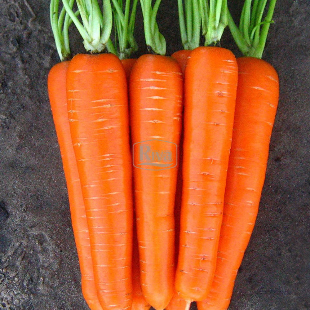 Семена Морковь Витаминная 10 граммов Riva
Семена Морковь Витаминная 10 граммов Riva