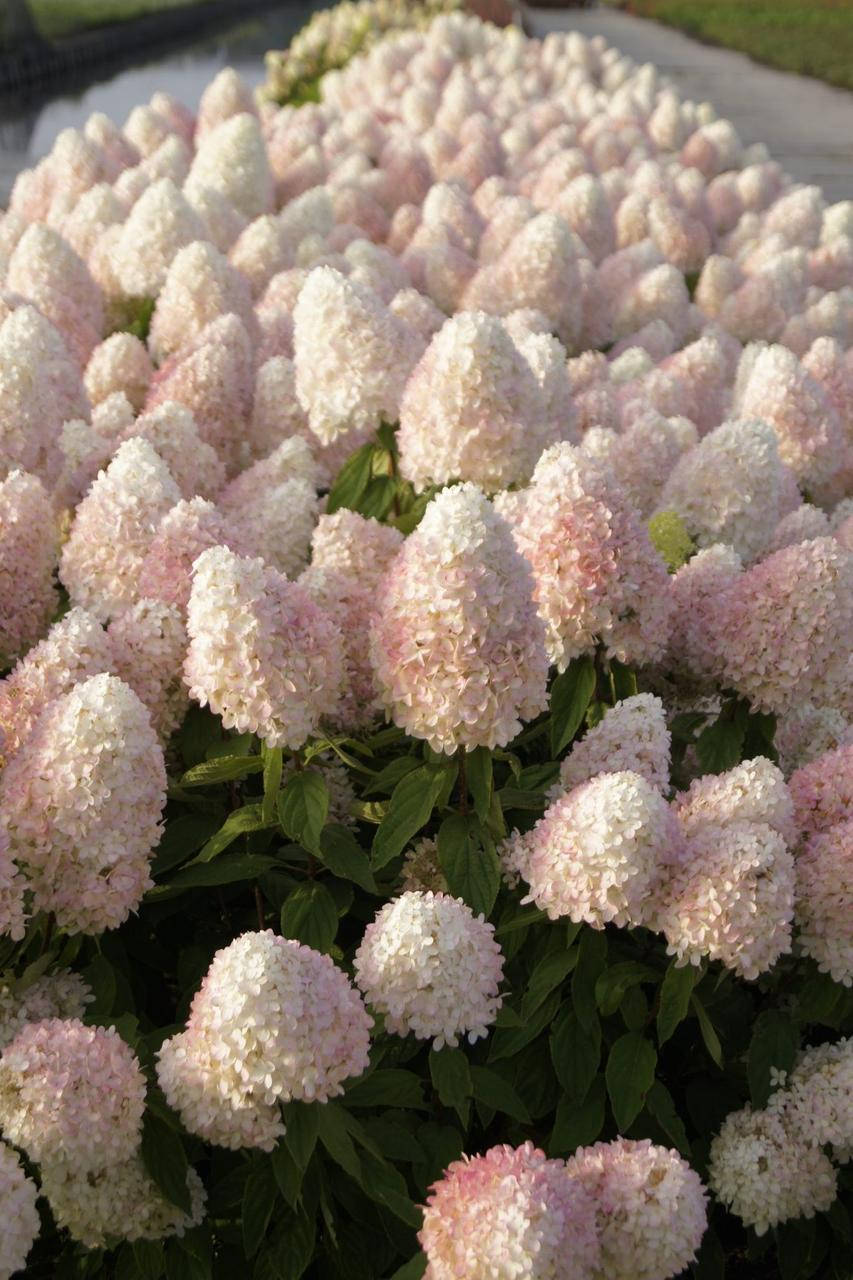 Гортензия метельчатая Меджикал Свит Саммер, С3 / Hydrangea paniculata Magical Sweet Summer
Гортензия метельчатая Меджикал Свит Саммер, С3 / Hydrangea paniculata Magical Sweet Summer