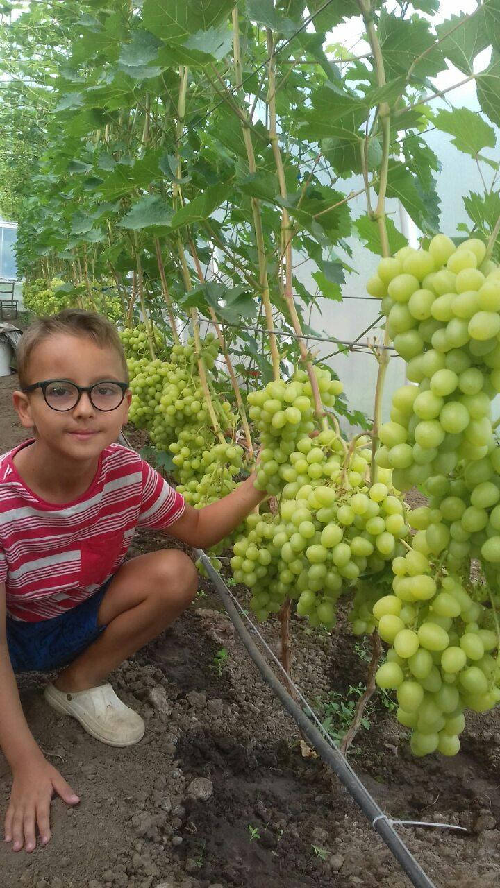 Аркадия саженцы винограда
Аркадия саженцы винограда