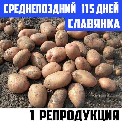 Семенной картофель Среднепоздний посадочный картофель Семенная картошка сорта СЛАВЯНКА 1 репродукции
Семенной картофель Среднепоздний посадочный картофель Семенная картошка сорта СЛАВЯНКА 1 репродукции