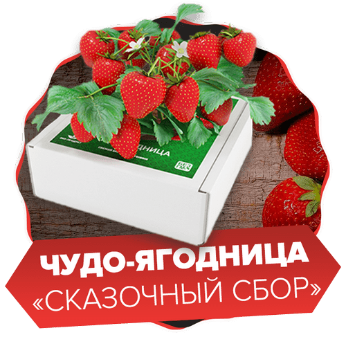 Чудо-ягодница Сказочный сбор – набор для выращивания клубники на подоконнике, саженцы, рассада, семена
Чудо-ягодница Сказочный сбор – набор для выращивания клубники на подоконнике, саженцы, рассада, семена
