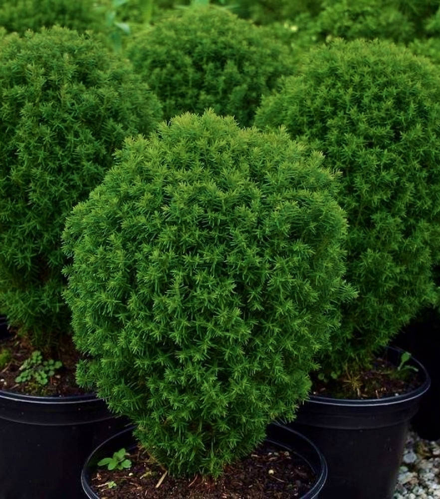 Туя карлик шаровидная Тедди ( С 1.5л 3 года) саженцы
Туя карлик шаровидная Тедди ( С 1.5л 3 года) саженцы