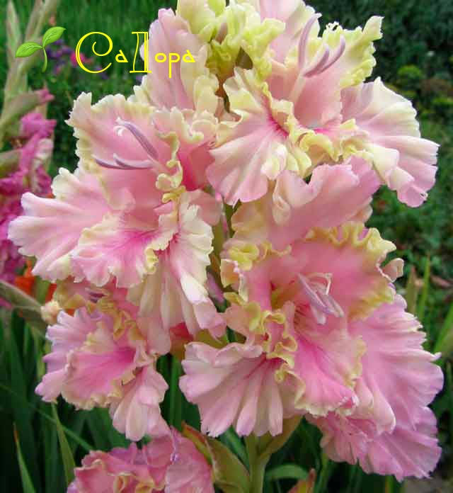 Гладиолус Сумасшедший День 
Гладиолус Сумасшедший День