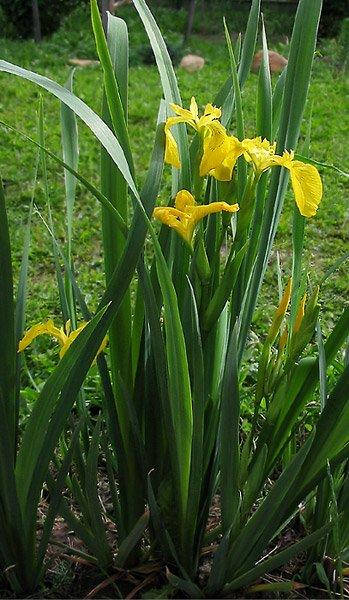 ИРИС БОЛОТНЫЙ ЖЁЛТЫЙ, ВОДЯНОЙ КАСАТИК (комплект из 5 растений)
ИРИС БОЛОТНЫЙ ЖЁЛТЫЙ, ВОДЯНОЙ КАСАТИК (комплект из 5 растений)