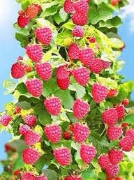 Малина древовидная КРЕПЫШ 
Малина древовидная КРЕПЫШ