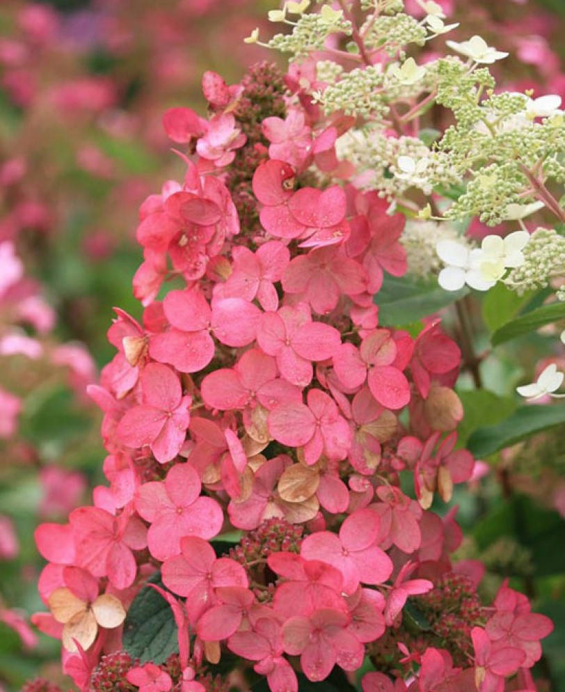 Гортензия метельчатая " Пинк Даймонд" \ Hydrangea paniculata 'Pink Diamond' ( саженцы 2 года)
Гортензия метельчатая " Пинк Даймонд" \ Hydrangea paniculata 'Pink Diamond' ( саженцы 2 года)