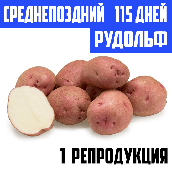 Семенной картофель Среднепоздний посадочный картофель голландский Семенная картошка сорта РУДОЛЬФ 1 репродукци
Семенной картофель Среднепоздний посадочный картофель голландский Семенная картошка сорта РУДОЛЬФ 1 репродукци